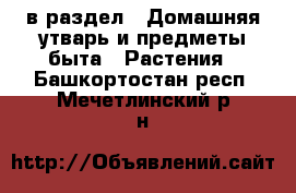  в раздел : Домашняя утварь и предметы быта » Растения . Башкортостан респ.,Мечетлинский р-н